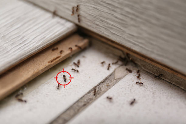 Pest Control Cost in Newington Forest, VA