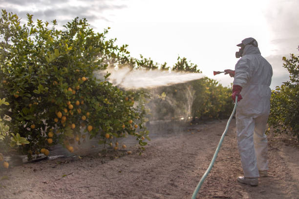Best Ant Control Services  in Newington Forest, VA