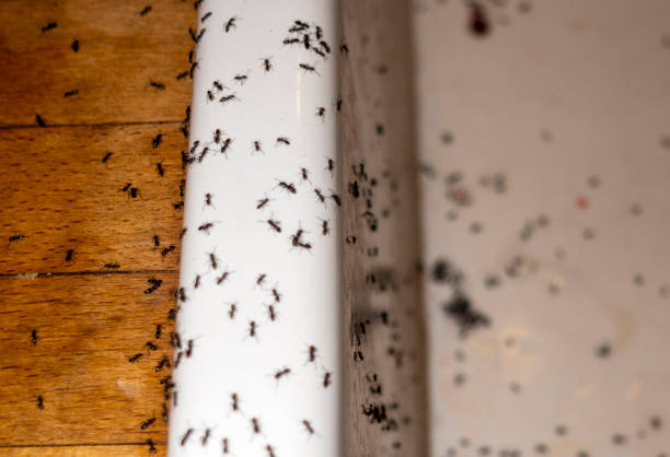 Best Affordable Pest Control Services  in Newington Forest, VA