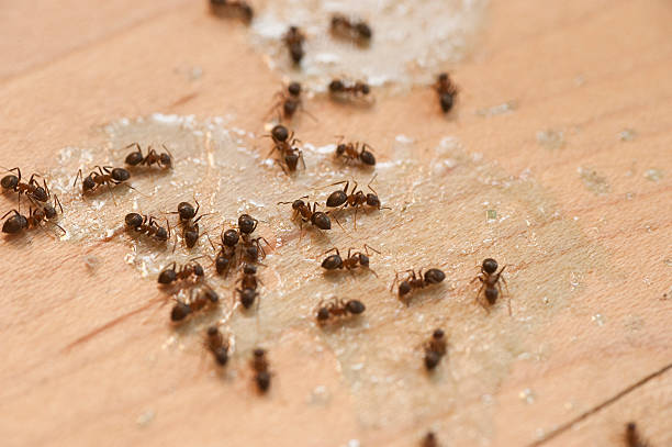 Best Commercial Pest Control Services  in Newington Forest, VA